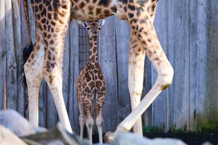 Giraffennachwuchs im Zoo