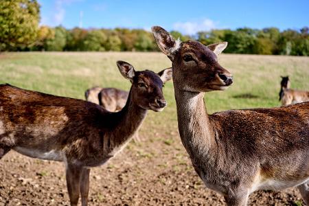 Rehe stehen im Gehege des Wildpark Rebstecken.