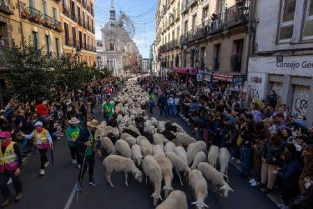 Platz da, jetzt kommen wir - Hunderte von Schafen und Ziegen bahnen sich beim Transhumance-Festivals ihren Weg durch die Madrider Innenstadt.
