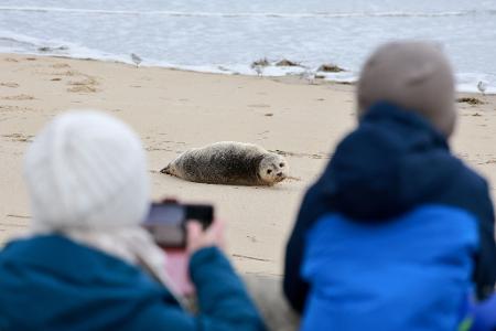Ein erschöpfter Heuler ruht nach Sturmtief "Manja" am Strand bei Cuxhaven und wird von Schaulustigen fotografiert.