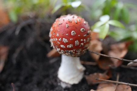 Ein kleiner Fliegenpilz in Hamburg. Nur gucken, nicht aufessen! 