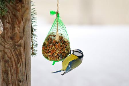 Vögel füttern im Winter: Welches Futter geeignet ist